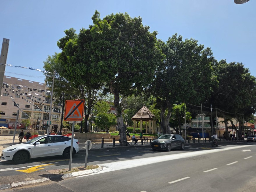 סיור מורשת ירוקה במבחן הזמן- עצים ותיקים אל מול נטיעות חדשות
